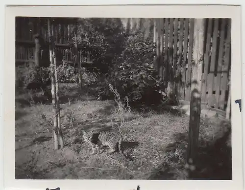 (F23038) Orig. Mini-Foto getigerte Katze im Garten 1932