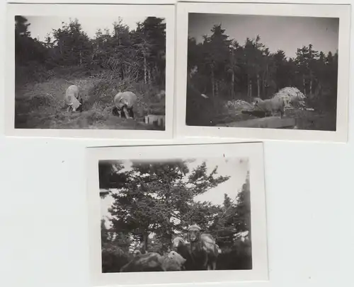 (F23004) 3x Orig. Mini-Foto Schafe auf dem Hochschaar 1932