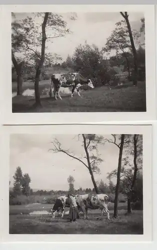 (F23024) 2x Orig. Mini-Foto Rinder im Freien, Leipnik 1932