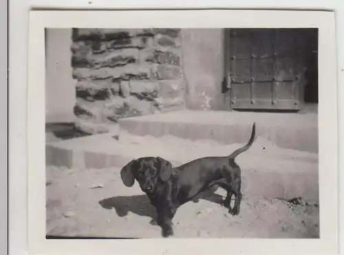 (F23003) Orig. Mini-Foto Hund, Dackel vor dem Hauseingang 1932
