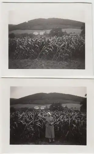 (F22990) 2x Orig. Mini-Foto Würbenthal, Maisfeld 1932