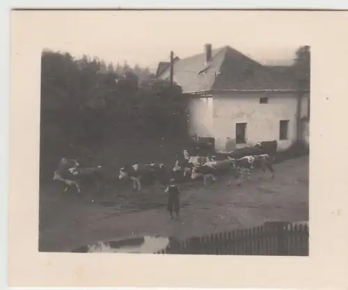 (F22989) Orig. Mini-Foto Würbenthal, Kühe a.d. Straße 1932