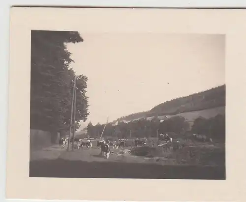 (F22988) Orig. Mini-Foto Würbenthal, Kühe a.d. Weide 1932