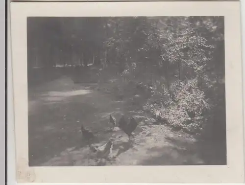 (F22972) Orig. Mini-Foto Würbenthal, Hühner a.d. Waldweg 1932