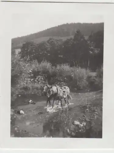 (F22967) Orig. Mini-Foto Würbenthal, Pferde in der Oppa 1932