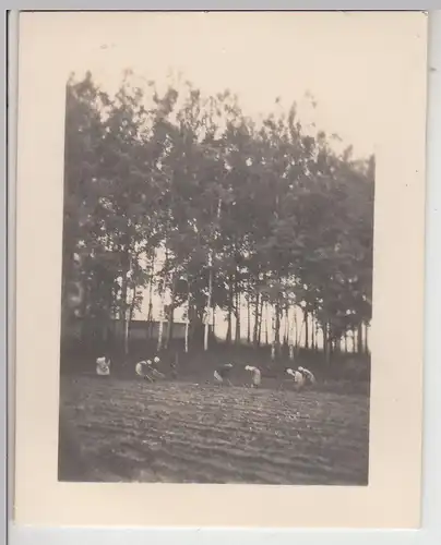(F22904) Orig. Mini-Foto Frauen, Ernterinnen auf dem Feld 1932