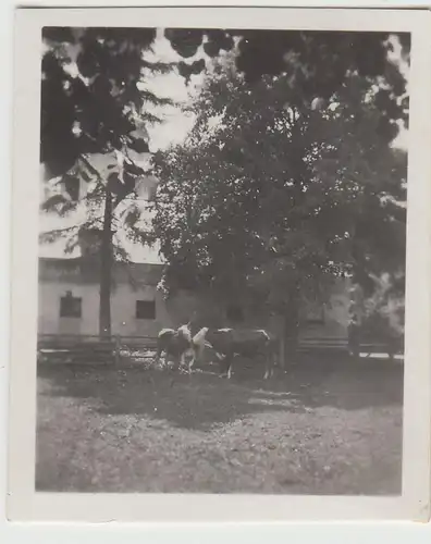 (F22827) Orig. Mini-Foto Würbenthal, Rinder am Gebäude 1932