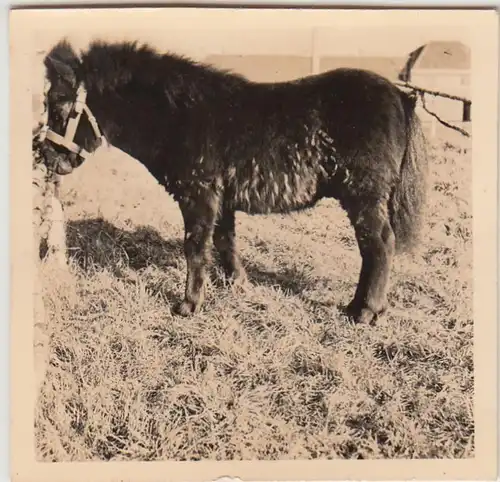 (F22613) Orig. Foto Pony, vermutl. in Kasernennähe Rendsburg 1937