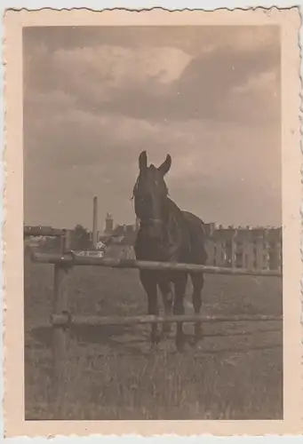(F22489) Orig. Foto Pferd steht auf Weide in Görlitz 1940er