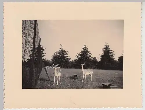 (F22223) Orig. Foto Rehe am Zaun in Rouen 1940