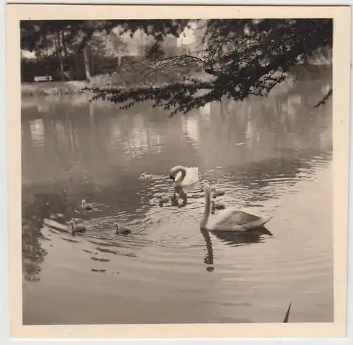 (F21905) Orig. Foto Bad Elster, Schwäne im Teich 1930er