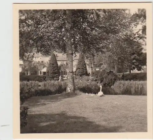 (F21904) Orig. Foto Bad Elster, Schwan mit Jungen auf Wiese 1930er