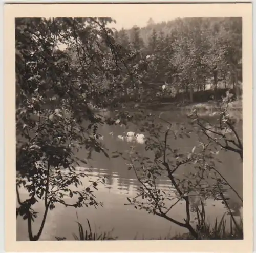 (F21902) Orig. Foto Bad Elster, Schwäne im Teich 1930er
