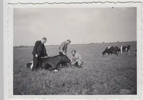 (F21620) Orig. Foto Männer bei Kühen auf Weide bei Pfalzdorf 1934