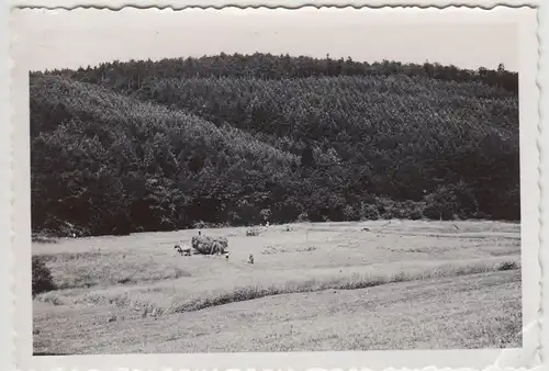 (F21238) Orig. Foto Heu-Ernte auf dem Feld 1930er