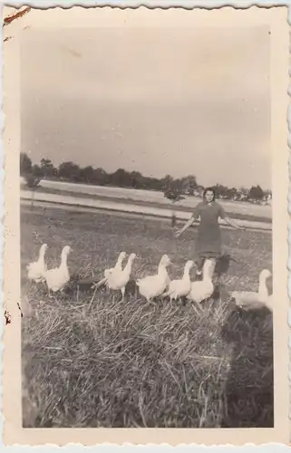 (F21188) Orig. Foto Frau vom R.A.D.-Lager Liebshausen mit Gänse auf Feld 1944