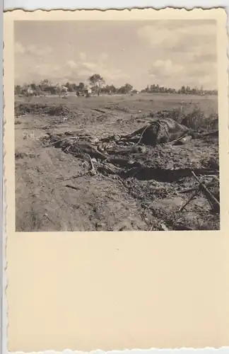 (F2111) Orig. Foto 2.WK tote Pferde, 1940er