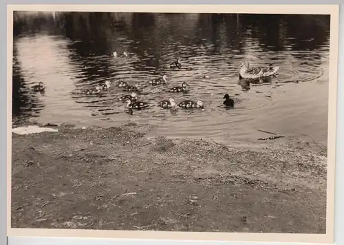 (F20921) Orig. Foto Enten mit Jungen auf einem Teich 1957