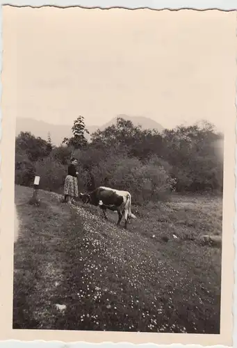 (F20888) Orig. Foto Frau mit Rind am Wegesrand beim Hintersee 1956