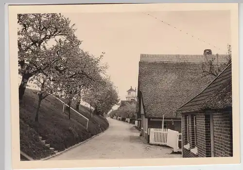 (F20858) Orig. Foto Straße und blühende Bäume im Altenland 1953