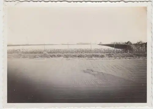 (F20856) Orig. Foto Blick auf ein Blumenfeld in Holland 1932