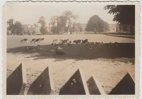 (F20842) Orig. Foto 's-Gravenhage, Den Haag, Hertenkamp, Hirsche 1932