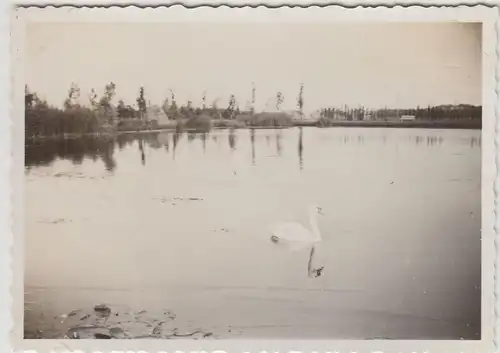 (F20840) Orig. Foto Leiden, Schwan auf See im Park Leidse Hout 1932