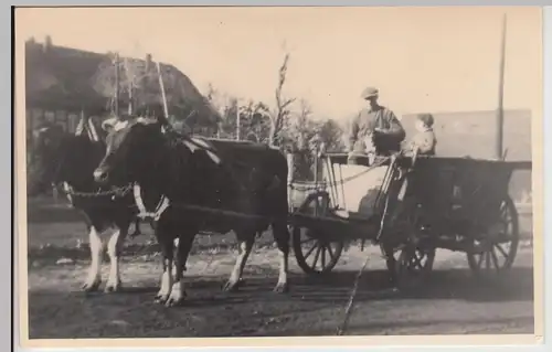 (F20613) Orig. Foto Rindergespann, Personen im Wagen, Repro nach 1945