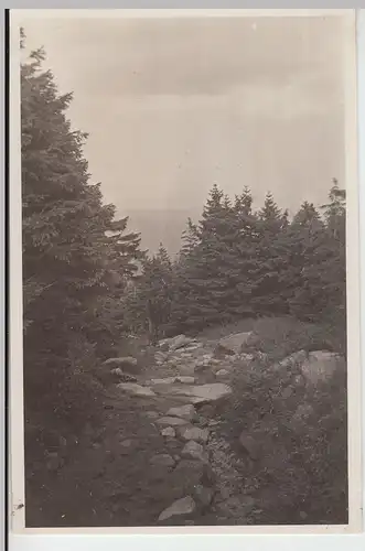 (F20434) Orig. Foto Brocken i. Harz, Partie beim Abstieg 1930