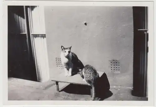 (F20383) Orig. Foto Katzen am Haus 1930er