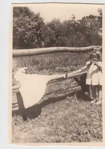 (F20304) Orig. Foto kleine Mädchen am Weidezaun 1943