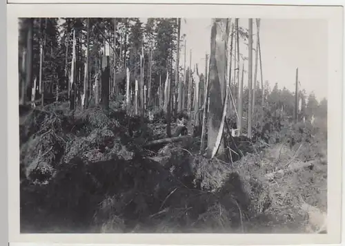 (F2012) Orig. Foto Waldstück vom Sturm gezeichnet, "Windbruch" 1933