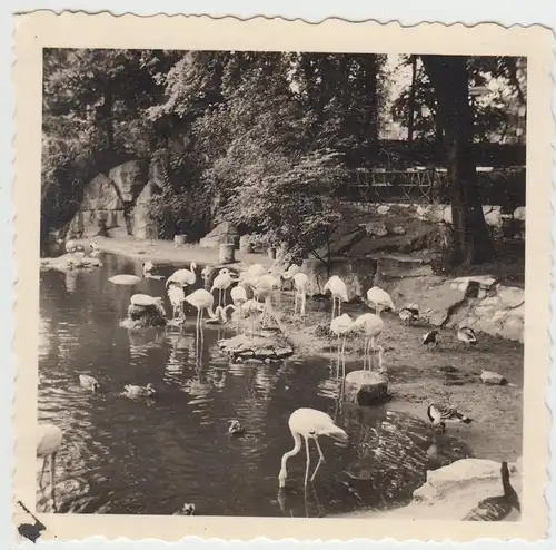 (F19925) Orig. Foto Zoo Berlin 1939, Flamingos