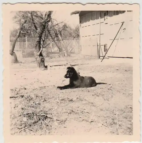 (F19851) Orig. Foto Hund Peggy liegt im Hof 1960er
