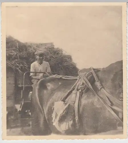 (F19819) Orig. Foto Pfedefuhrwerk mit Heu 1942