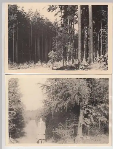 (F19524) 2x Orig. Foto Hohnsteiner Wald 1940er