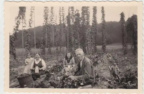 (F19521) Orig. Foto Hopfenernte 1943