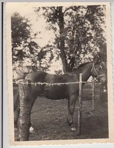 (F19454) Orig. Foto Pferd am Stacheldrahtzaun 1930/40er