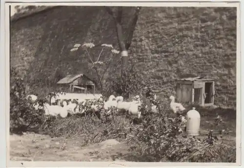 (F19400) Orig. Foto Wöltingerode, Gänse im Klostergarten 1929