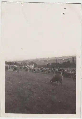 (F19392) Orig. Foto Schafe a.d. Weide in o. bei Vienenburg 1928