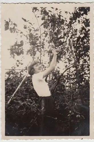 (F18950) Orig. Foto junge Frau beim Äpfelplücken 1933