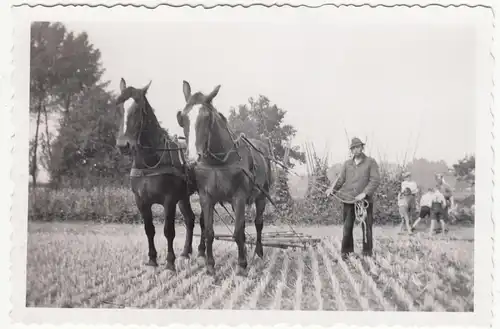 (F18628) Orig. Foto Bauer mit Egge, Pferdegespann 1930/40er