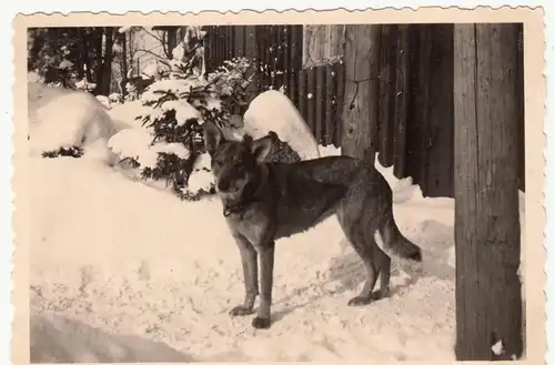 (F18558) Orig. Foto R.A.D.-Lager Karstädt (Prignitz), Wachhund Senta 1940