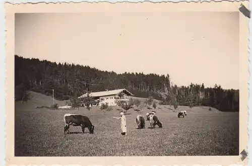 (F18407) Orig. Foto Siegsdorf, Weide a.d. Weg n. Maria Eck 1935