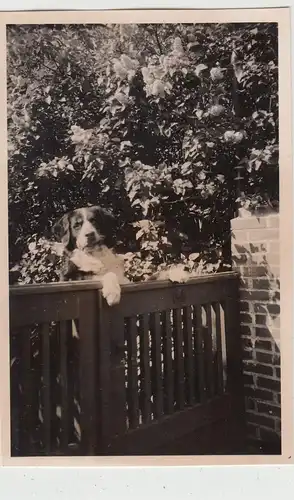 (F18305) Orig. Foto Hund lehnt am Gartentor 1939