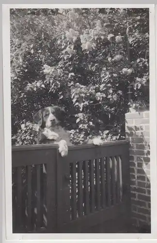 (F18295) Orig. Foto Hund lehnt am Gartentor 1939