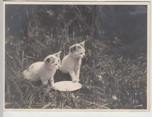 (F18179) Orig. Foto kleine Kätzchen am Futterteller im Freien 1930er