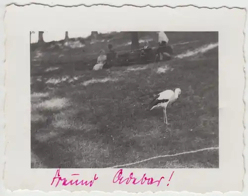 (F18171) Orig. Foto Storch auf einer Hangwiese 1936