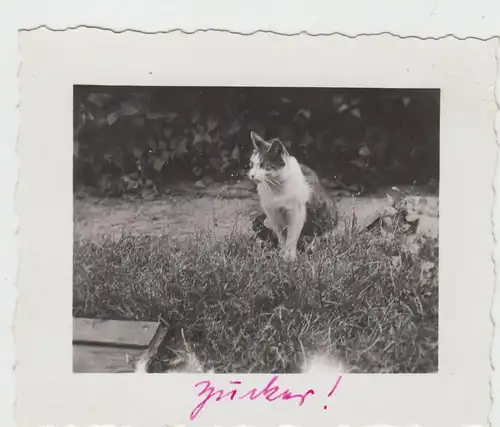 (F18170) Orig. Foto Katze an der Wiese 1936
