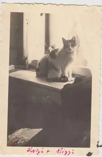 (F18056) Orig. Foto Katze am Fenster 1930er